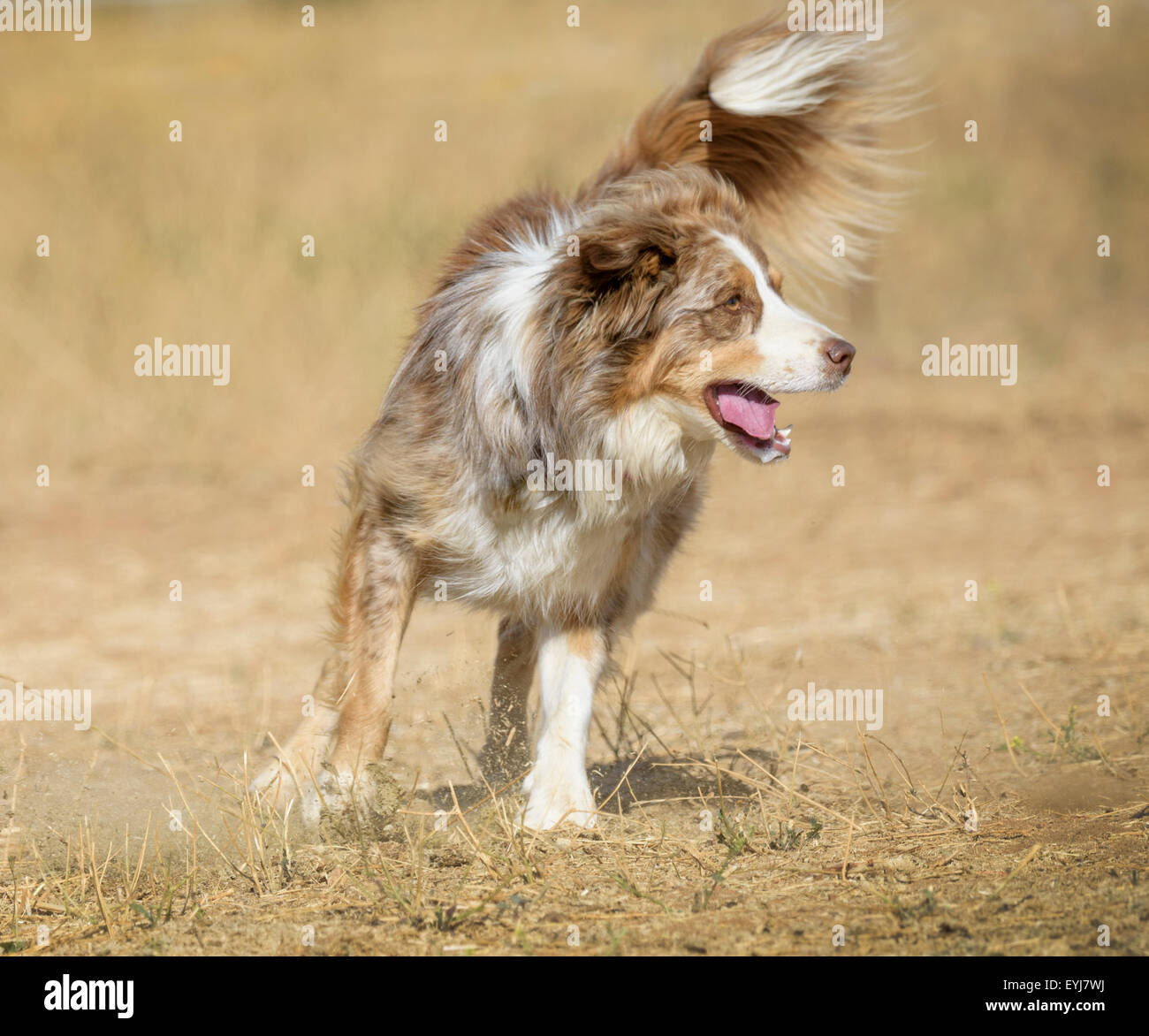 Australian Cattle Dog-Border Collie mix Stock Photo