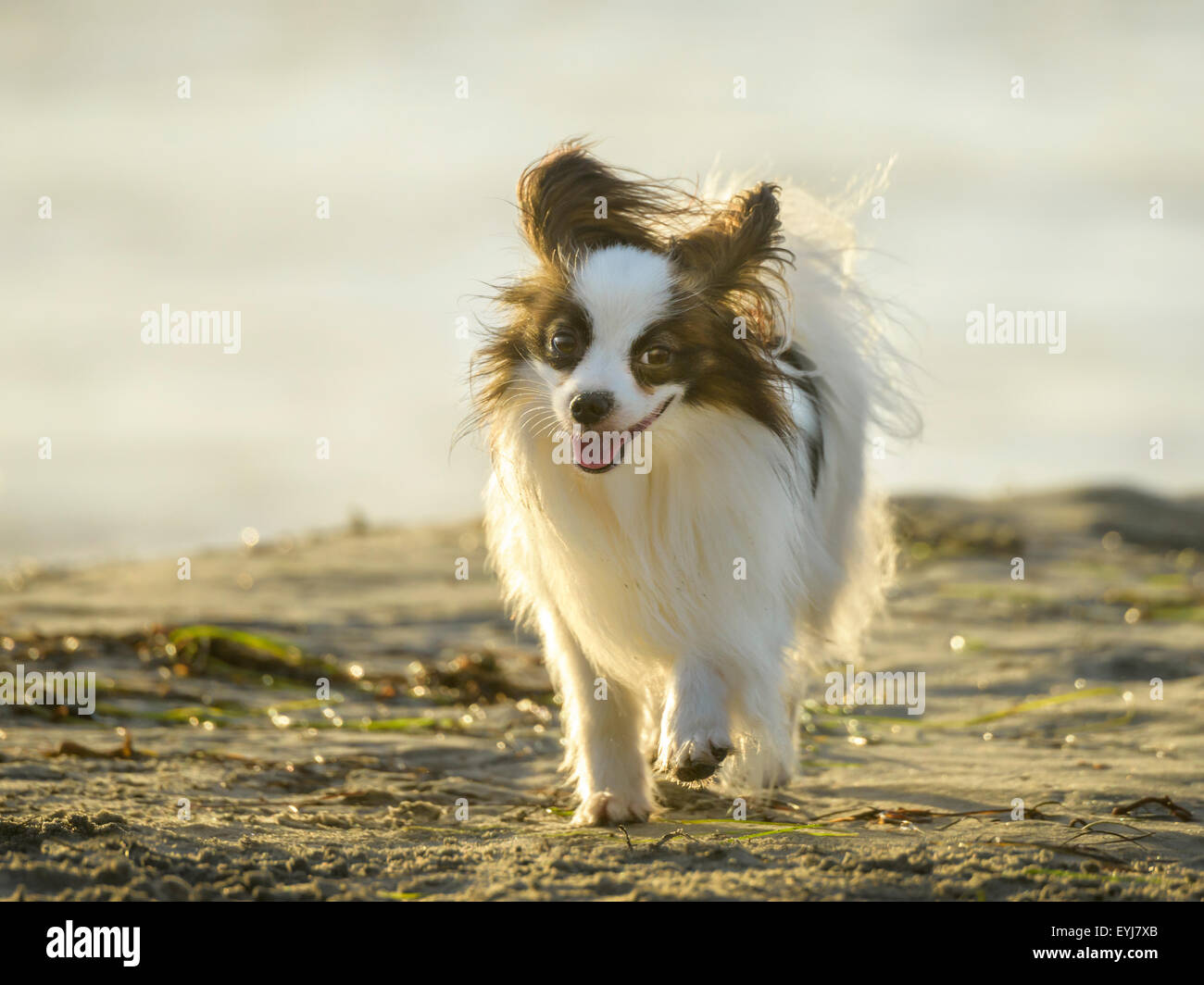 Papillon dog at Ocean Beach dog beach, CA Stock Photo