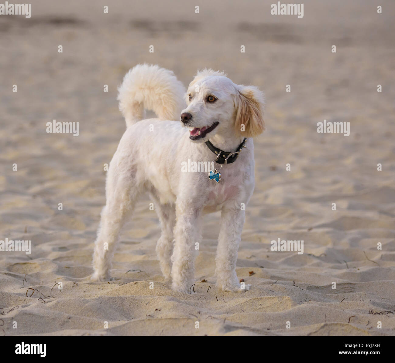 Poodle mix dog on beach sand Stock Photo