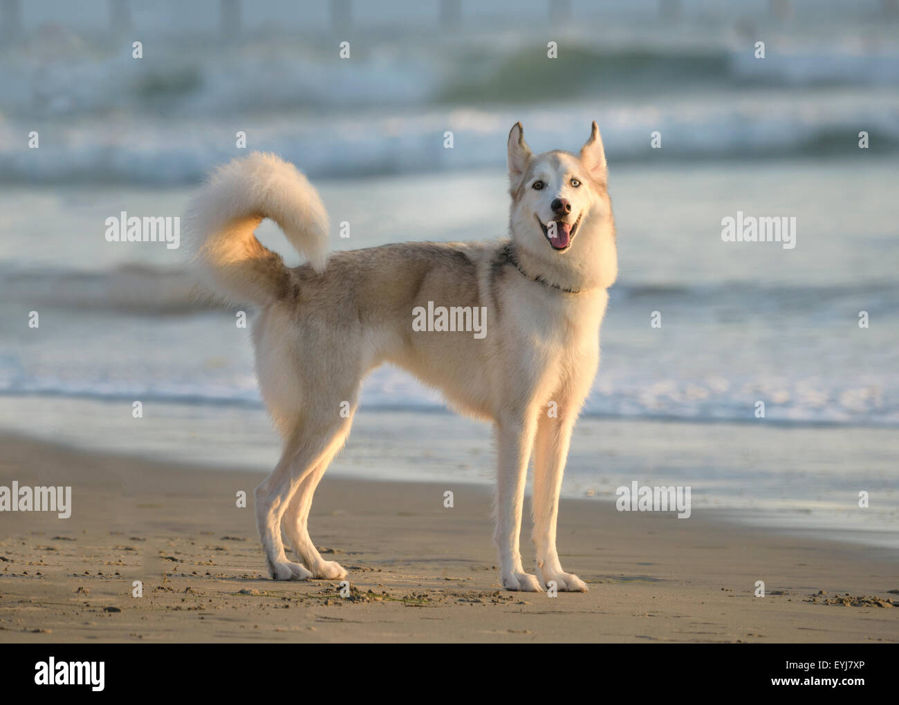 A happy Akita dog on beach with surf background Stock Photo