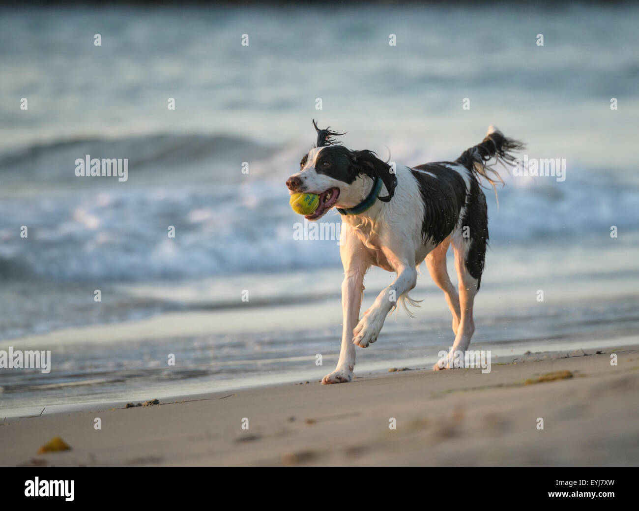 Spaniel dog plays on beach shoreline Stock Photo