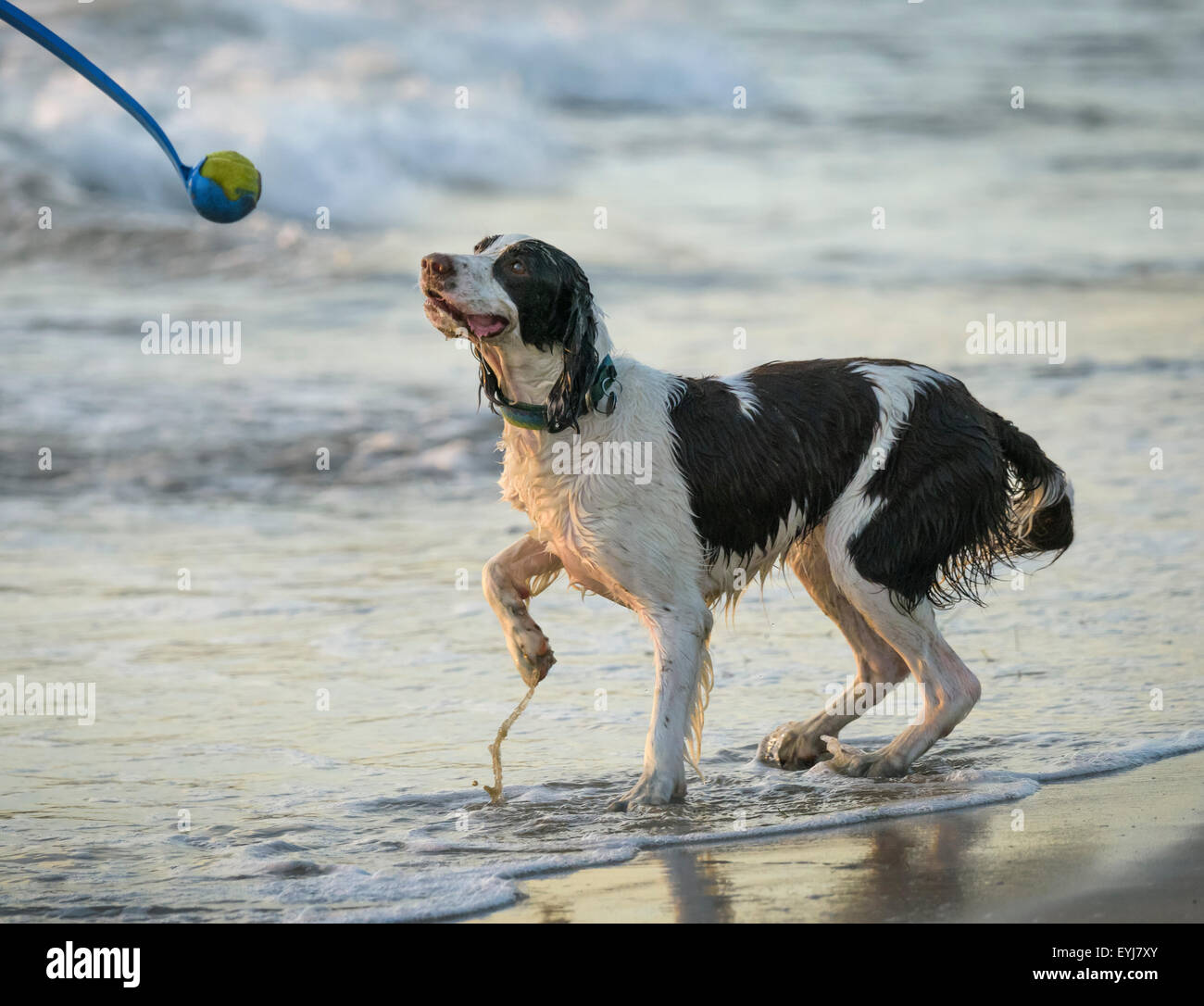 Spaniel dog plays fetch the ball on beach shoreline Stock Photo