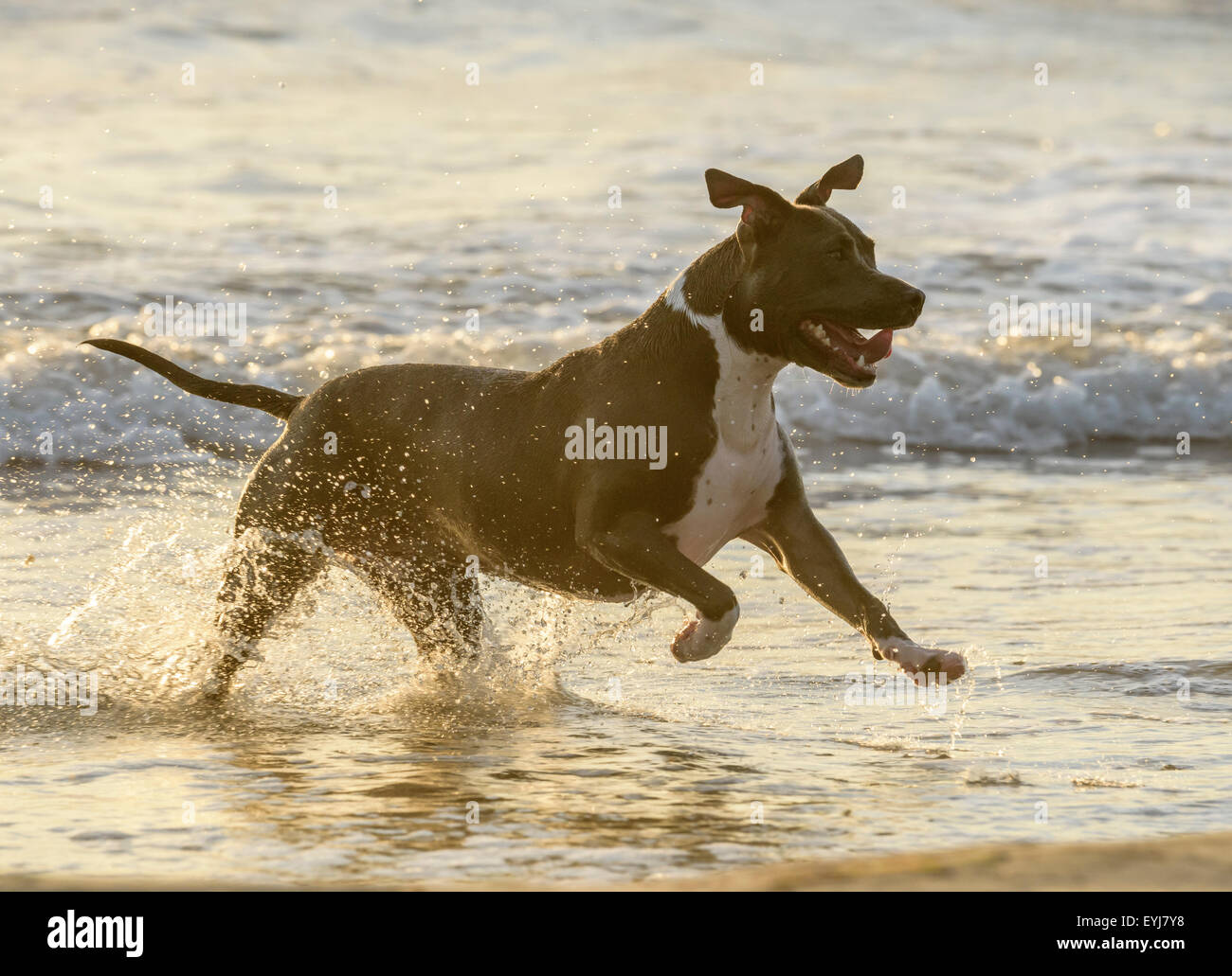 American Bulldog splashes in surf Stock Photo