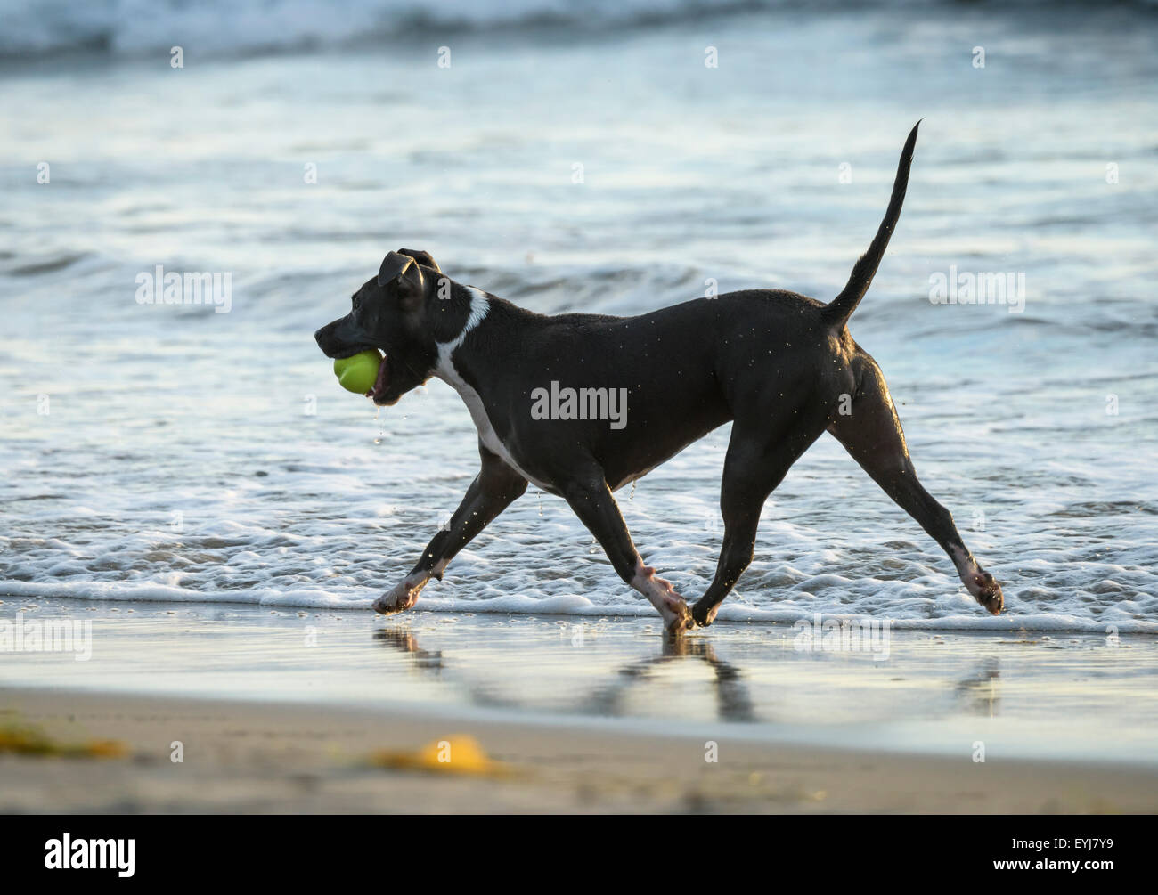 American Bulldog with tennis ball running on beach shore Stock Photo