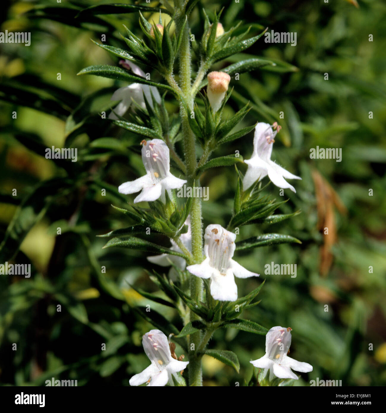 Bergbohnenkraut; Satureja; montana, Heilpflanzen, Stock Photo