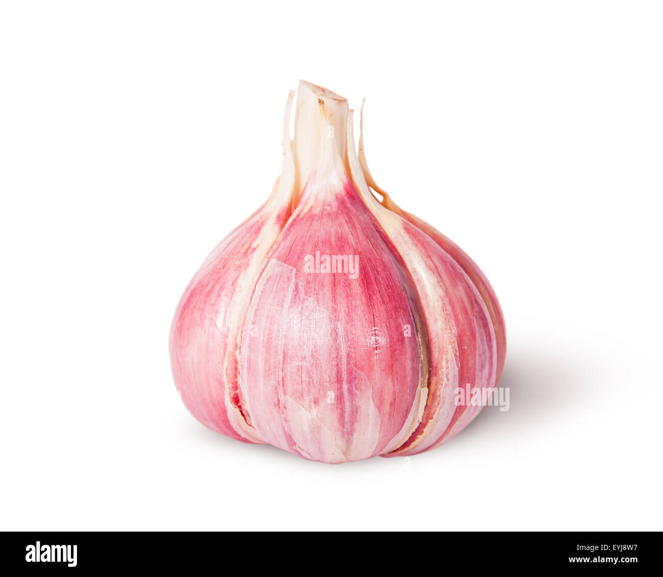 Young fresh whole head of garlic isolated on white background Stock Photo