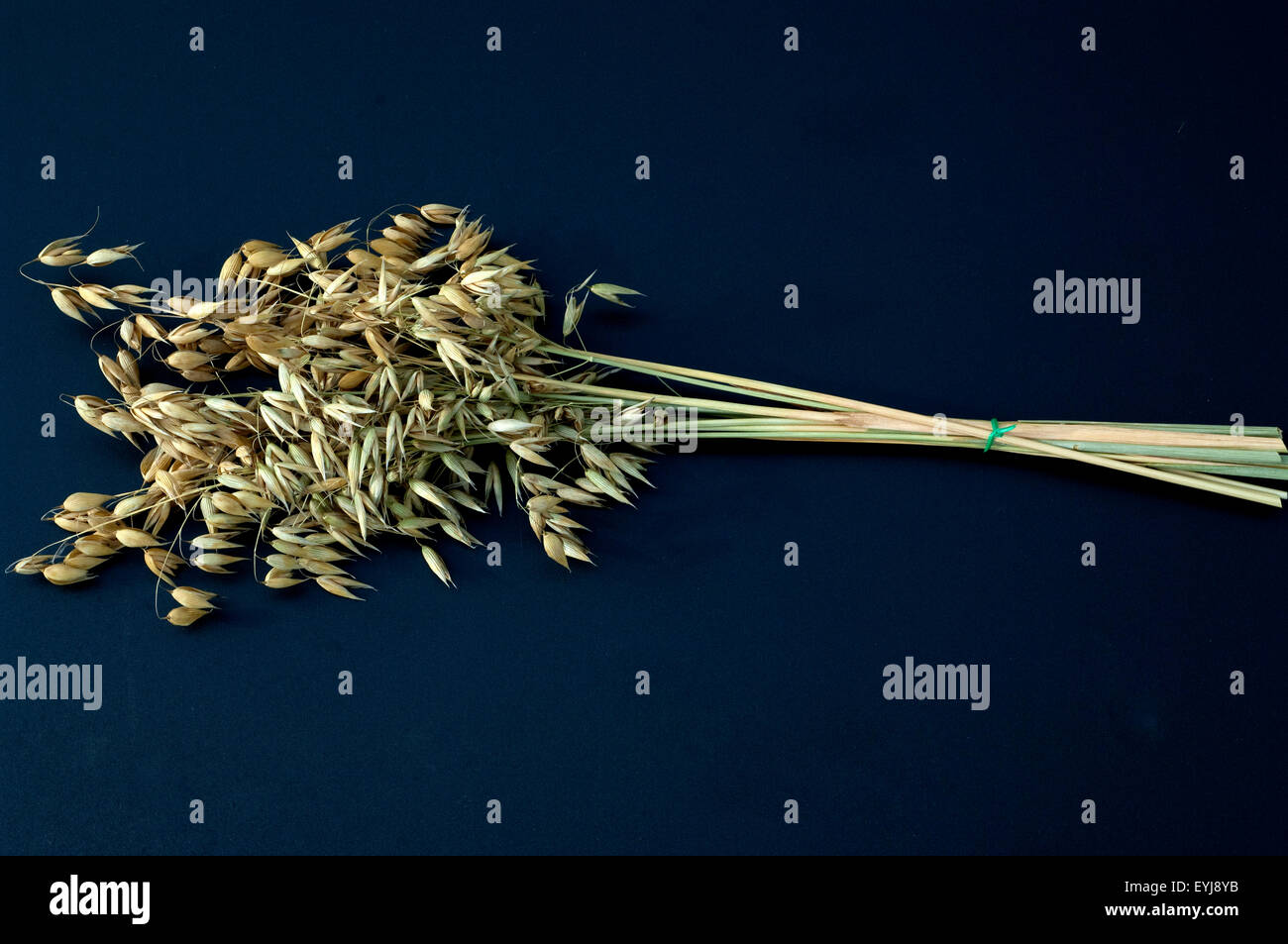 Hafer; Avena, sativa; Stock Photo