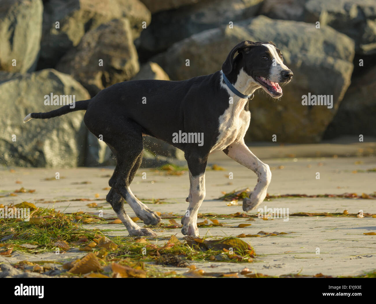 Dog running on ocean shore with rocks behind Stock Photo
