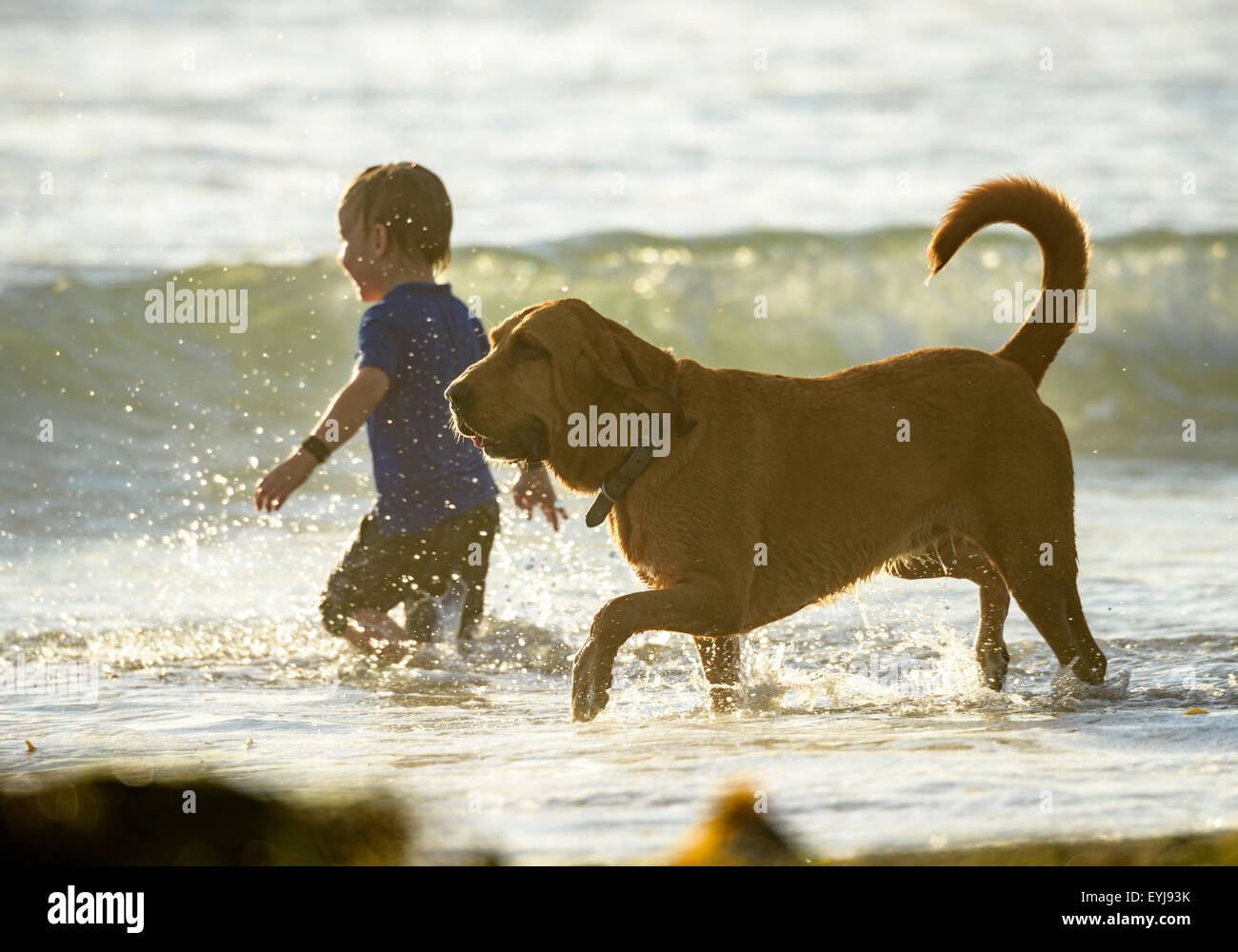Bloodhound dog and boy having fun in surf Stock Photo