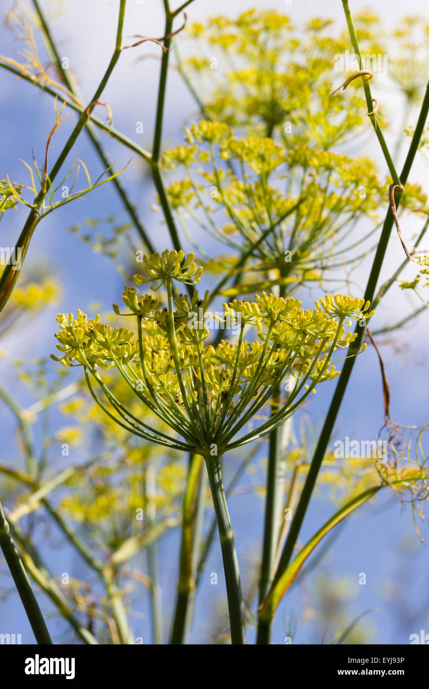 Flower heads of the culinary herb fennel, Foeniculum vulgare, against a summer sky Stock Photo