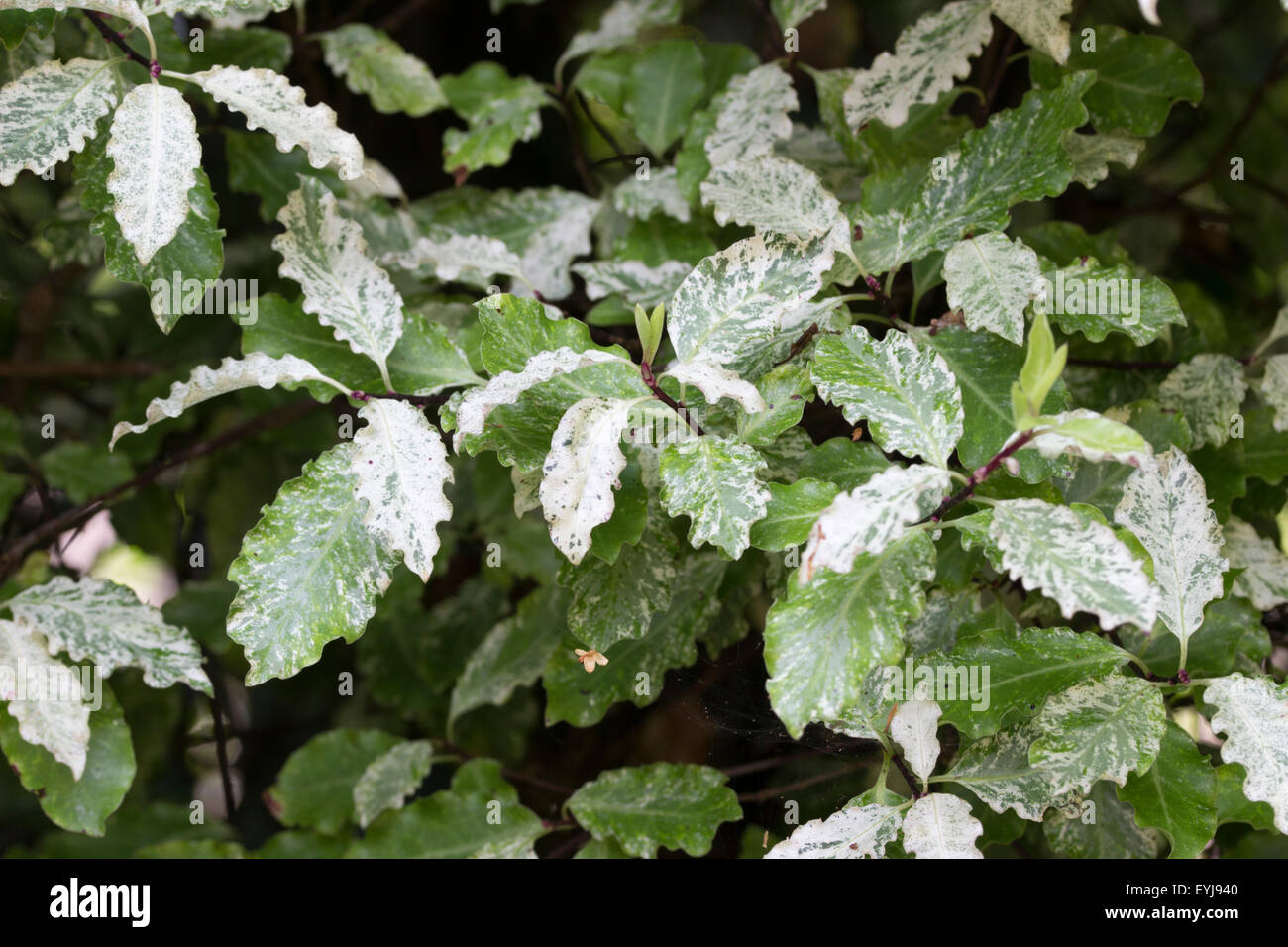 Marbled foliage of the relatively hardy New Zealand native, Pittosporum tenuifolium 'Irene Paterson' Stock Photo