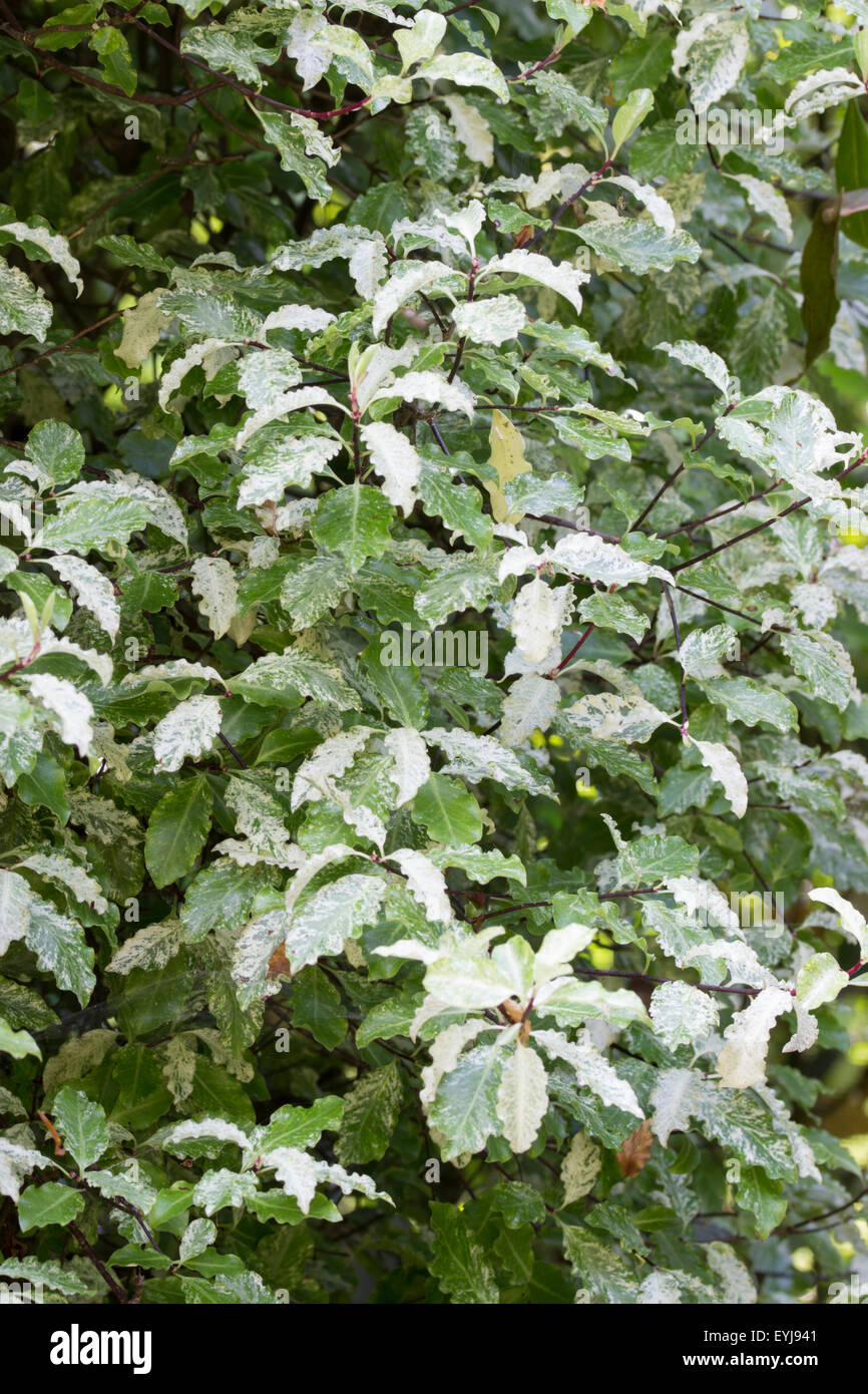 Marbled foliage of the relatively hardy New Zealand native, Pittosporum