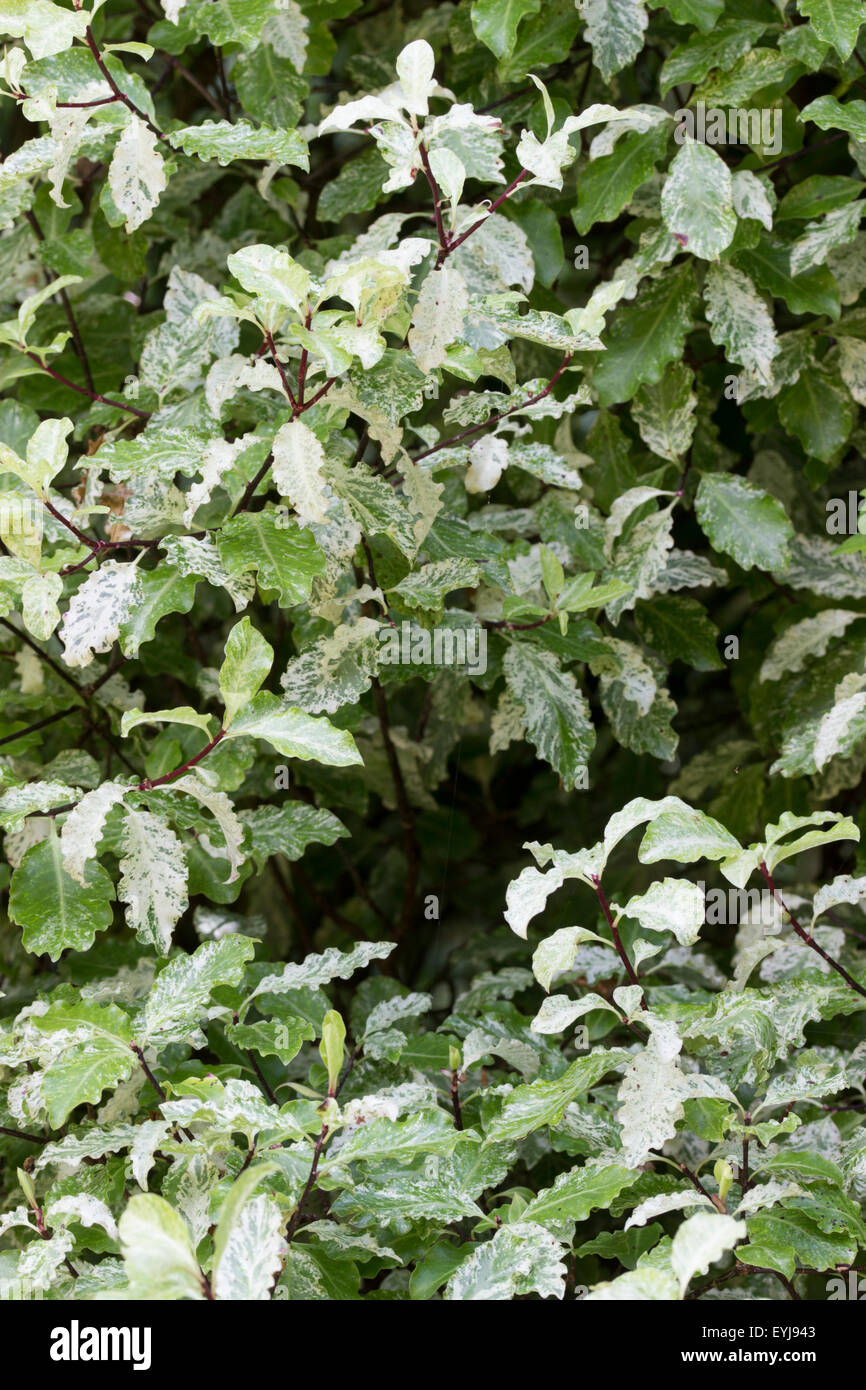 Marbled foliage of the relatively hardy New Zealand native, Pittosporum tenuifolium 'Irene Paterson' Stock Photo