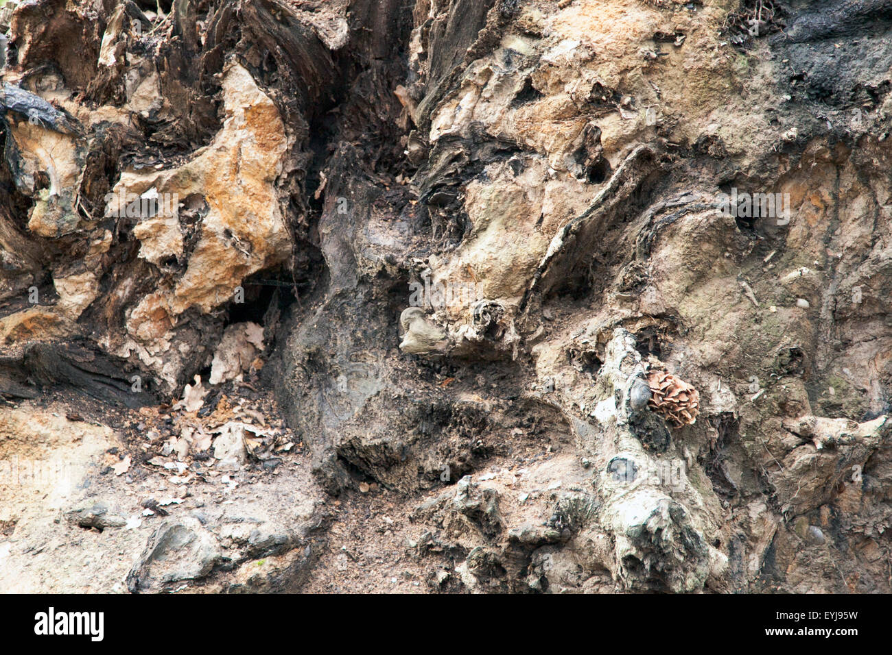 Tree Roots Bottom Roots seen at the bottom of a fallen over tree trunk Stock Photo - Alamy