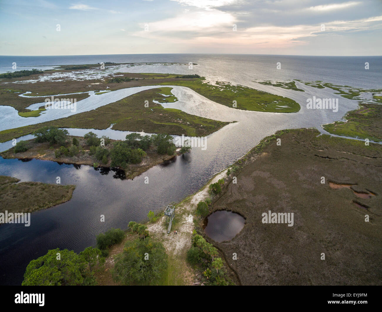 Salt marsh lining Fish Creek, Big Bend Seagrasses Aquatic Preserve, Florida Stock Photo
