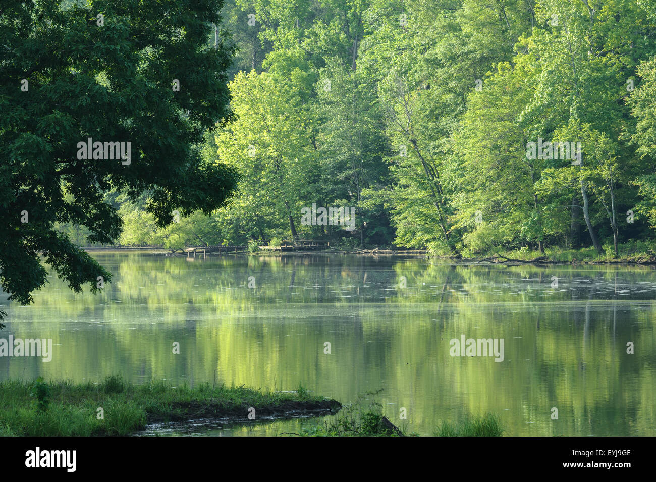 Peaceful wooded lake and shore, early morning Stock Photo