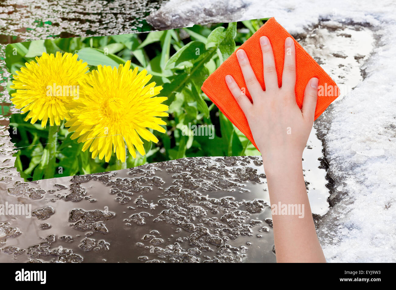season concept - hand deletes melting snow by orange cloth from image and yellow dandelion flowers are appearing Stock Photo