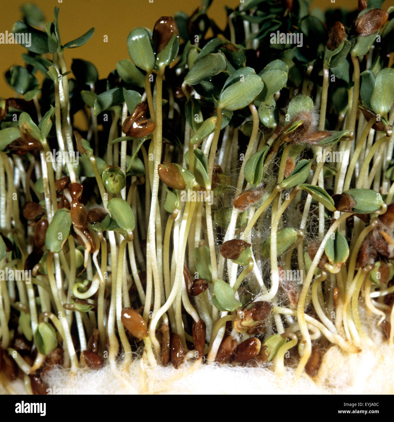 Keimlinge hi-res stock photography and images - Alamy