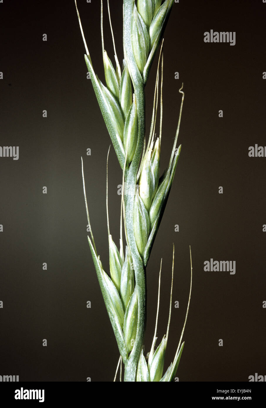 Taumellolch; Giftpflanze, Lolium temulentum, Getreide Stock Photo