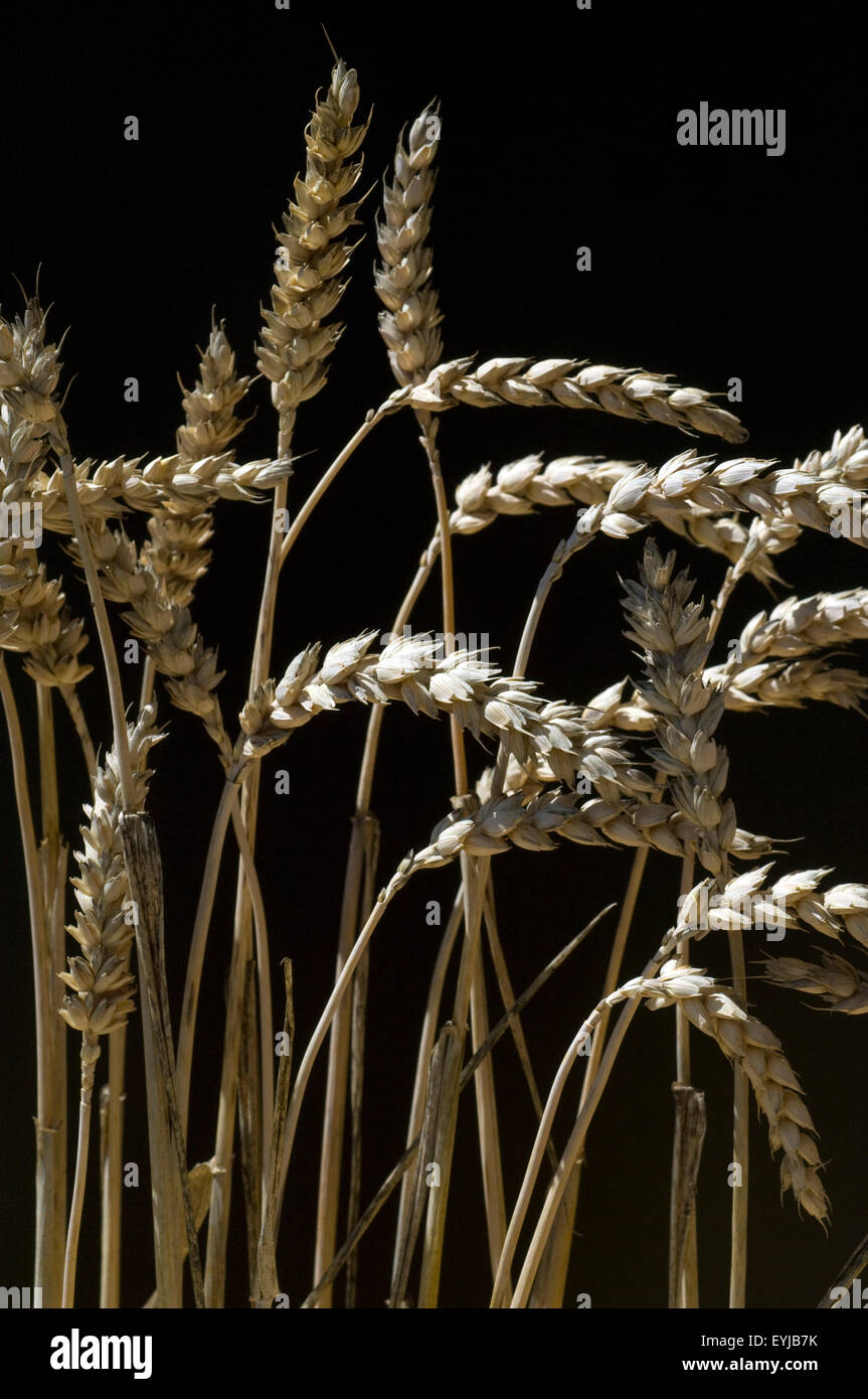 Weizenaehren, Weizenaehre, Weizen, Triticum, aestivum Stock Photo - Alamy