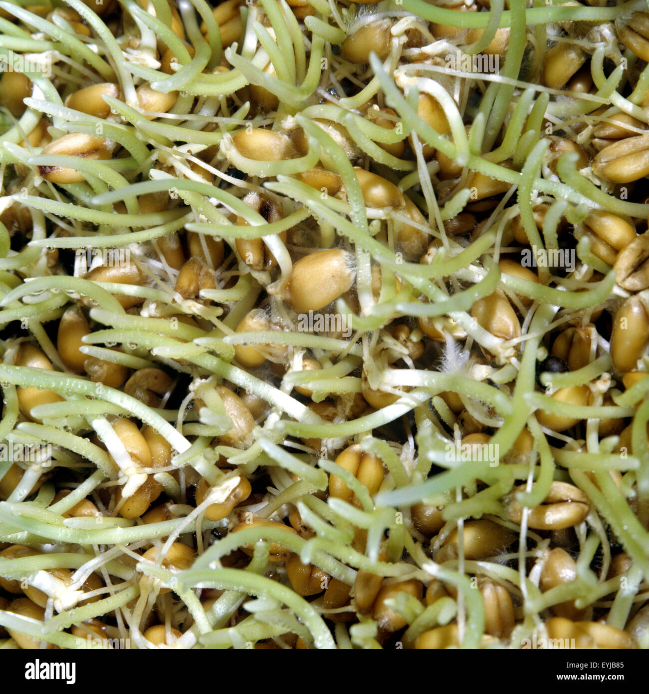 Weizenkeime, Getreide Stock Photo