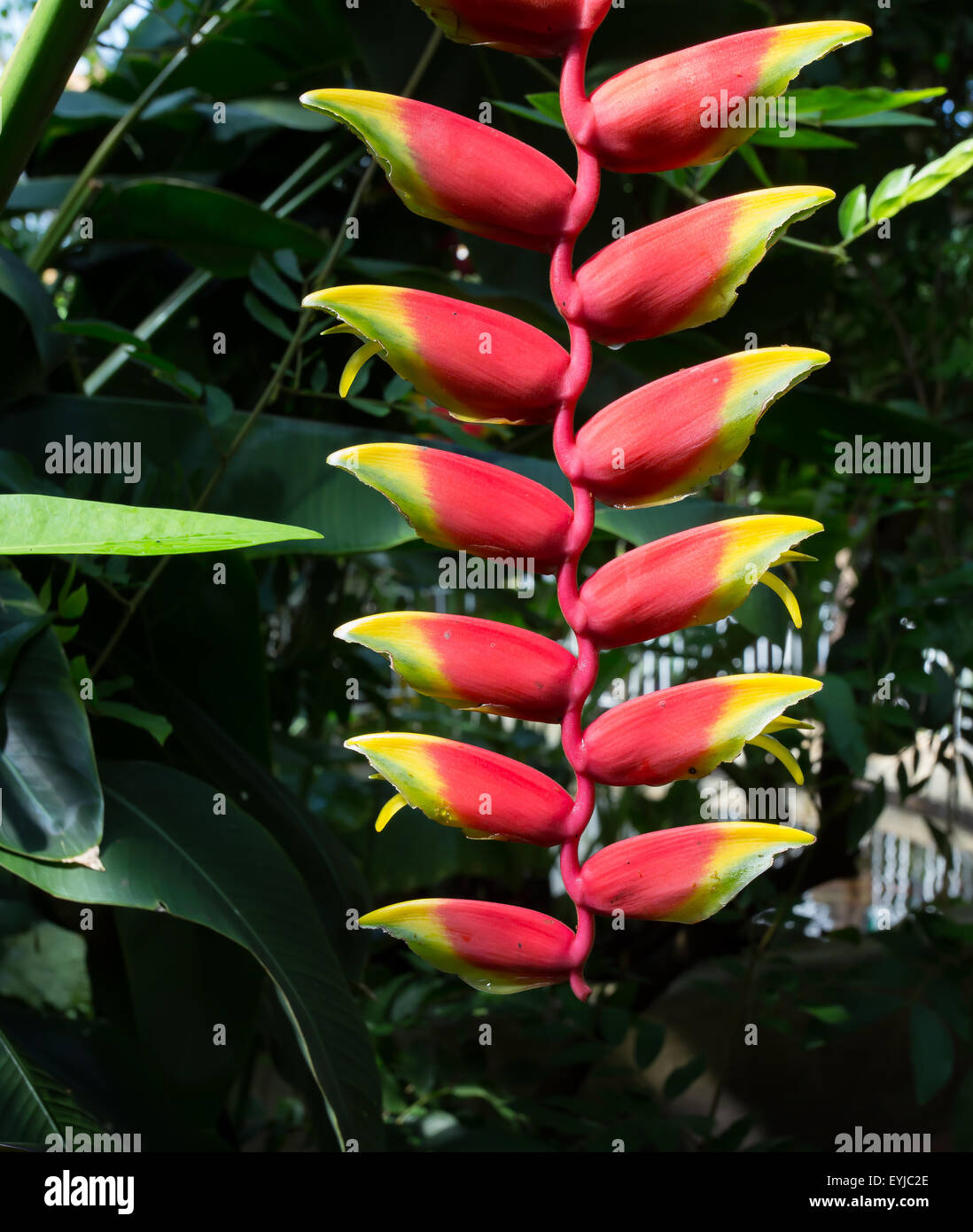 Tillandsia dyeriana flower formation bromeliad flowering Stock Photo