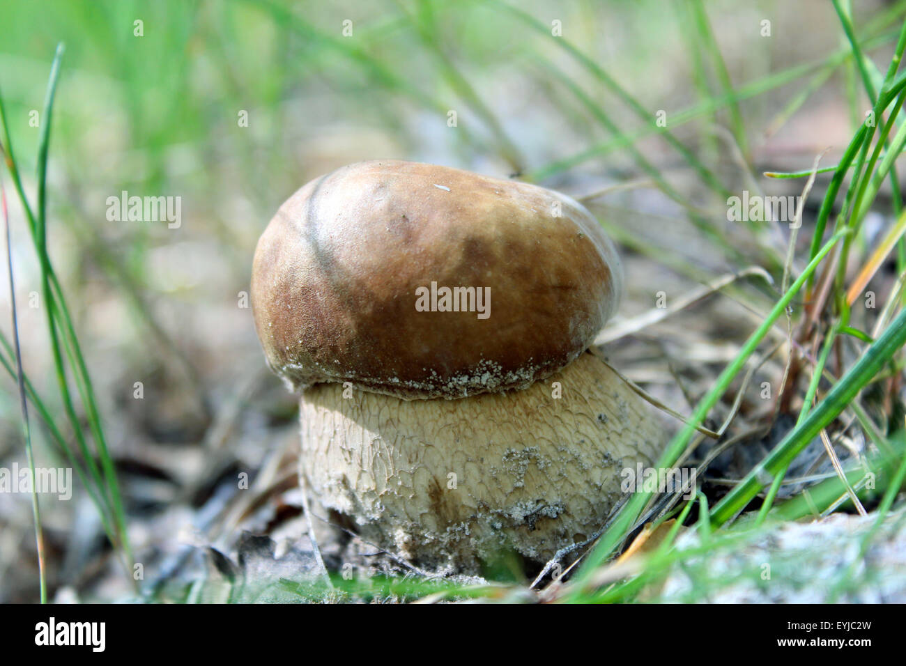 image of beautiful and small cep in the grass Stock Photo