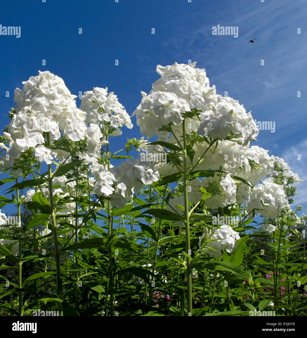 Tall garden phlox white flowers against blue sky. Stock Photo