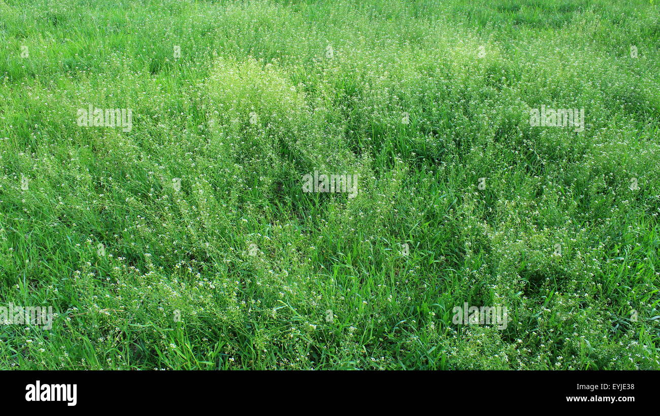 field of Capsella bursa-pastoris with small white flowers Stock Photo