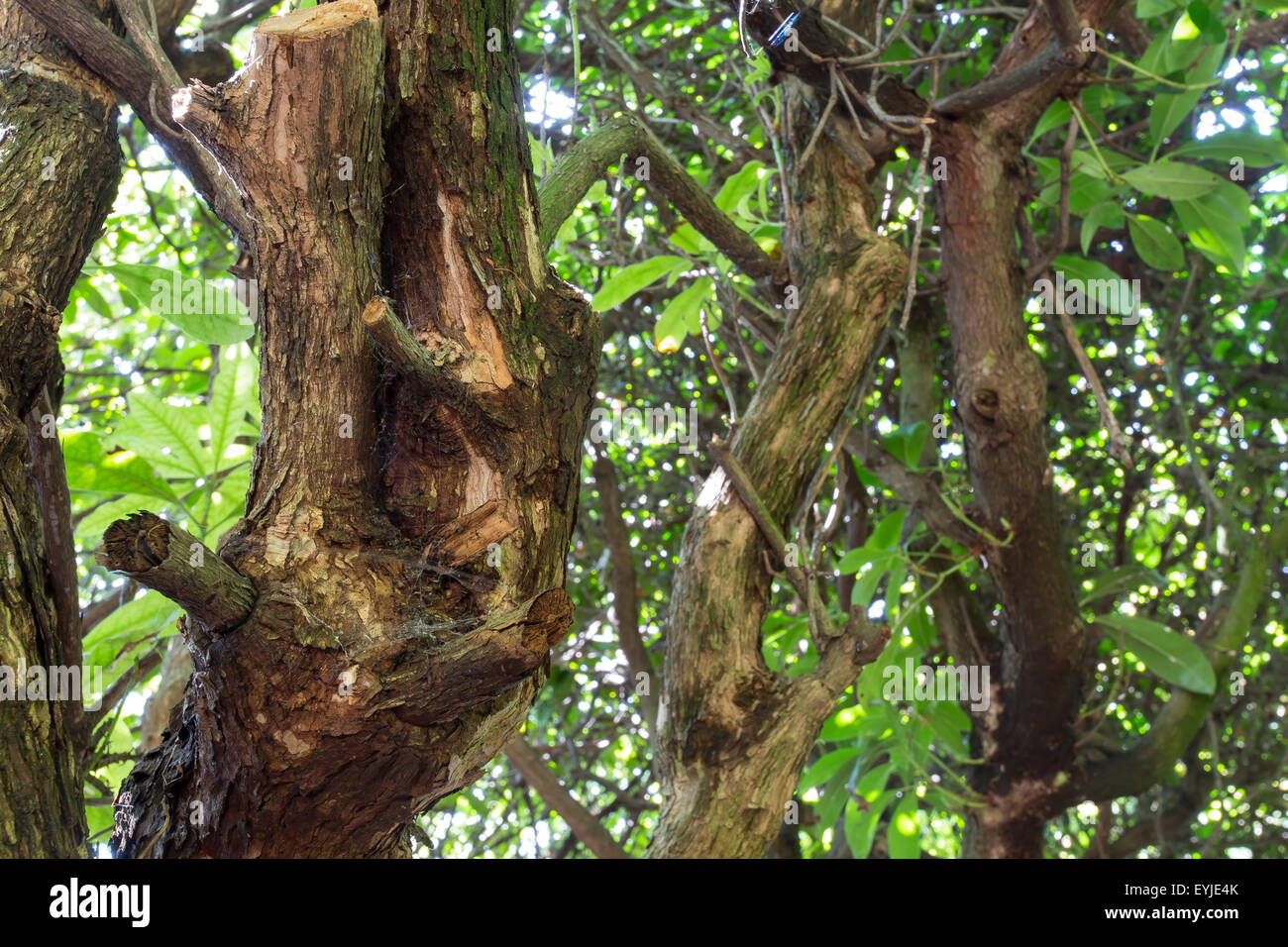 Old twisting tree branches of an old mountain laurel and old brown dry leaves on ground Stock Photo