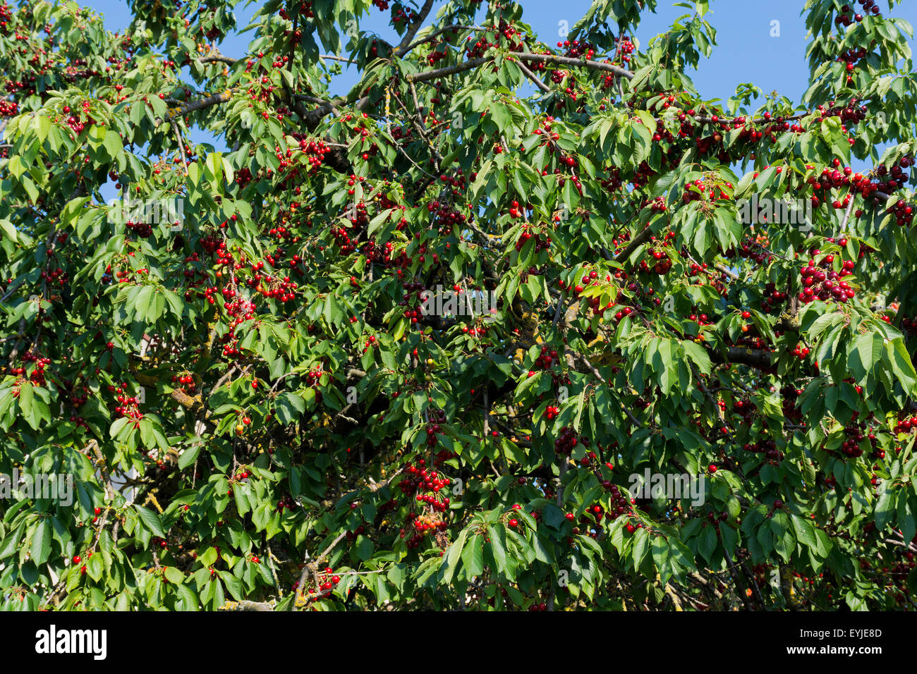 Branches of cherries. Stock Photo
