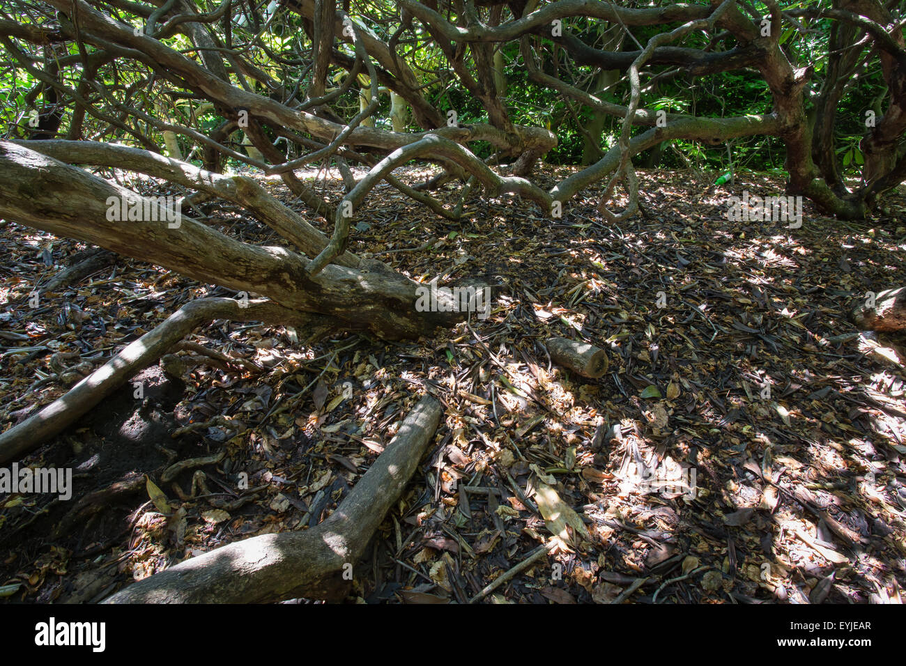 Old twisting tree branches of an old mountain laurel and old brown dry leaves on ground Stock Photo