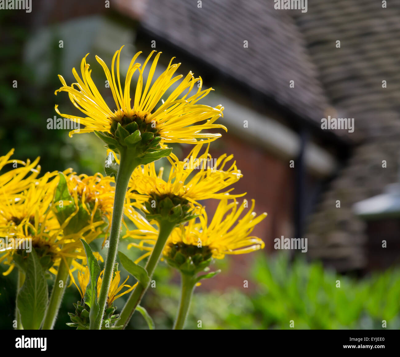 Yellow oxeye - Telekia speciosa flowers in cottage garden, bright sunlight Stock Photo