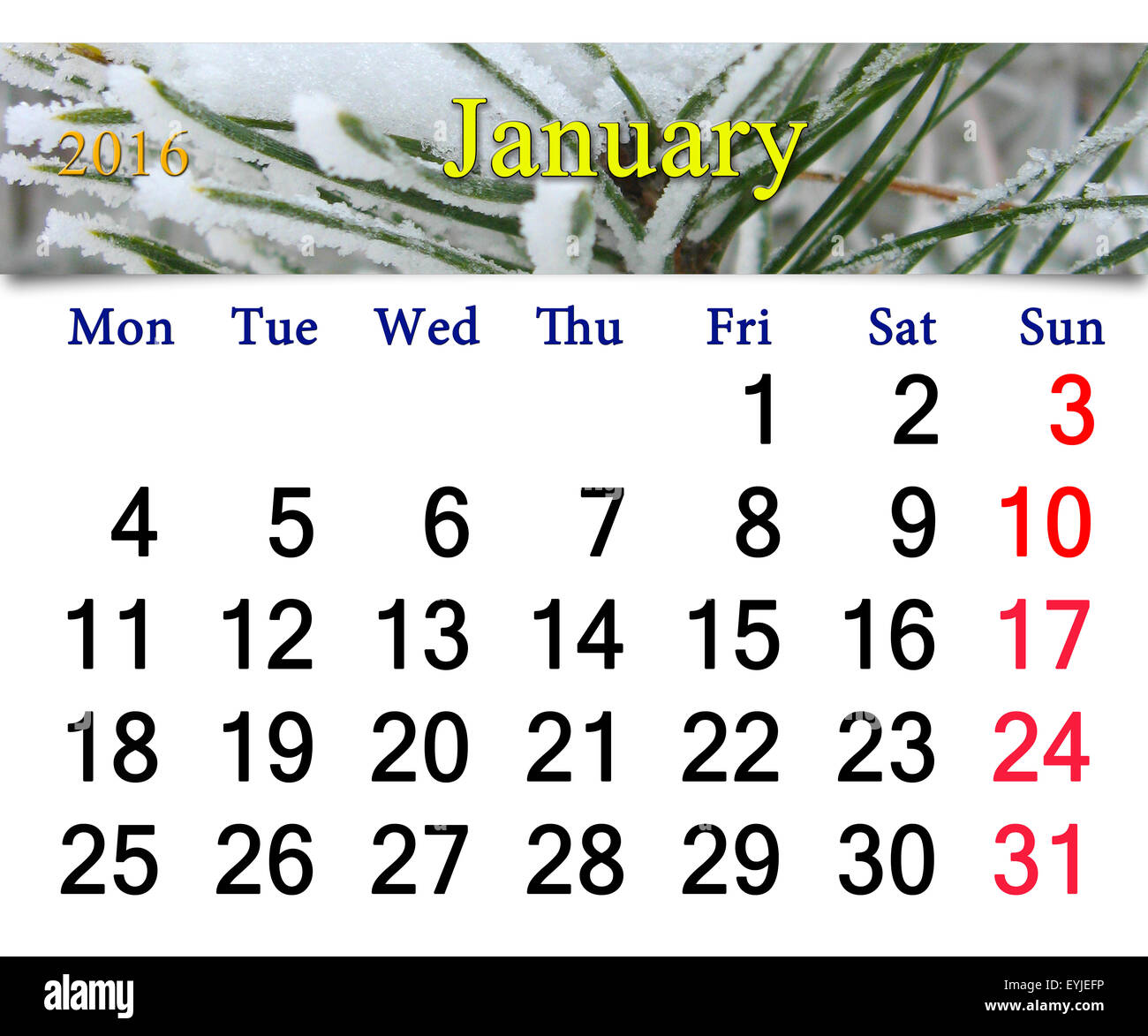 calendar for January 2016 with snowy pine branches Stock Photo