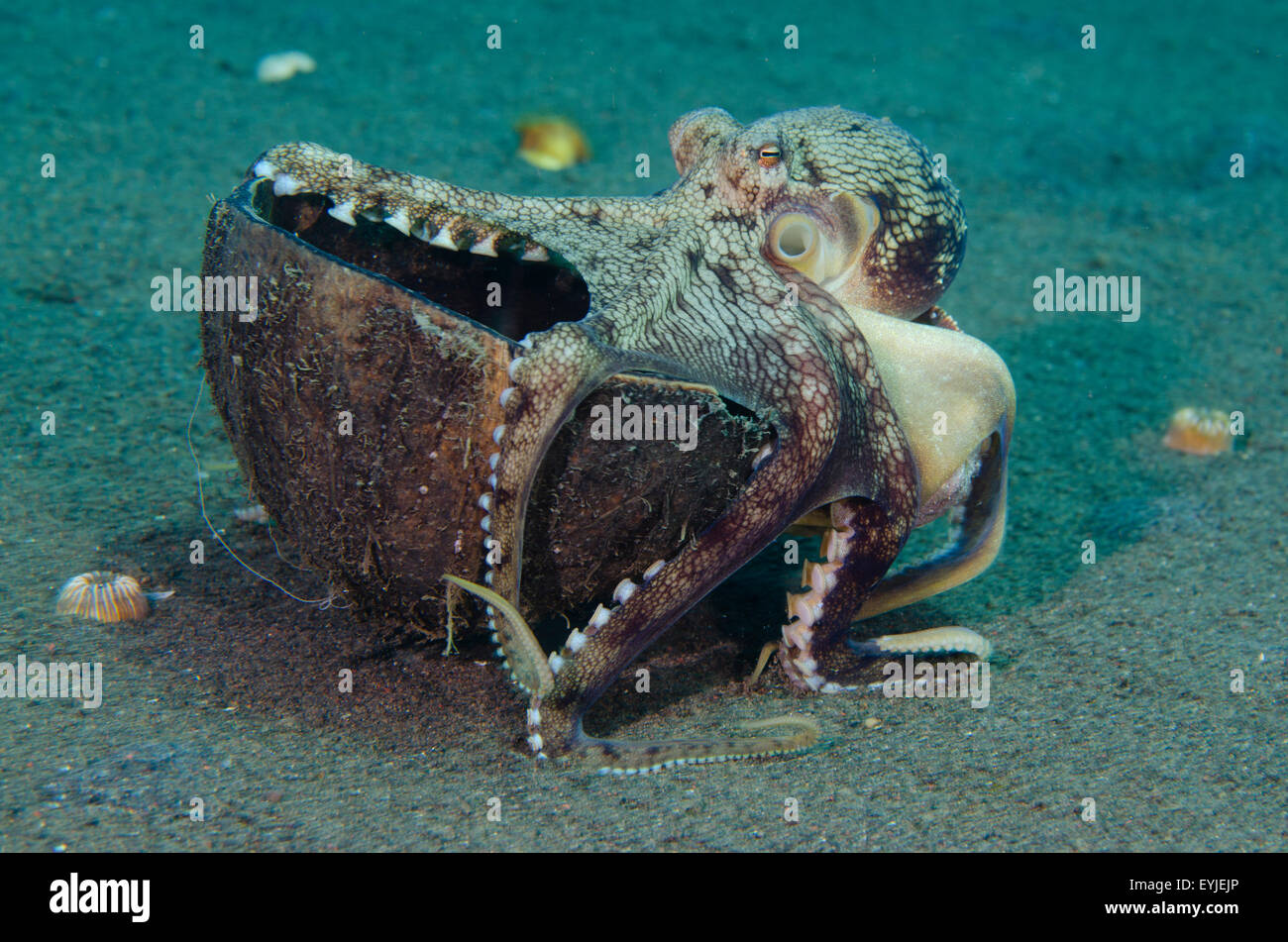 A coconut octopus, Amphioctopus marginatus, hanging onto its coconut shell home, Puri Jati, Seririt, North Bali, Indonesia Stock Photo