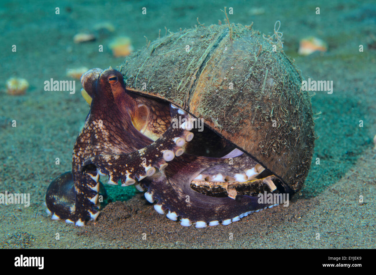 A Coconut Octopus Amphioctopus Marginatus Hanging Onto Its Coconut Shell Home Puri Jati Seririt North Bali Indonesia Stock Photo Alamy