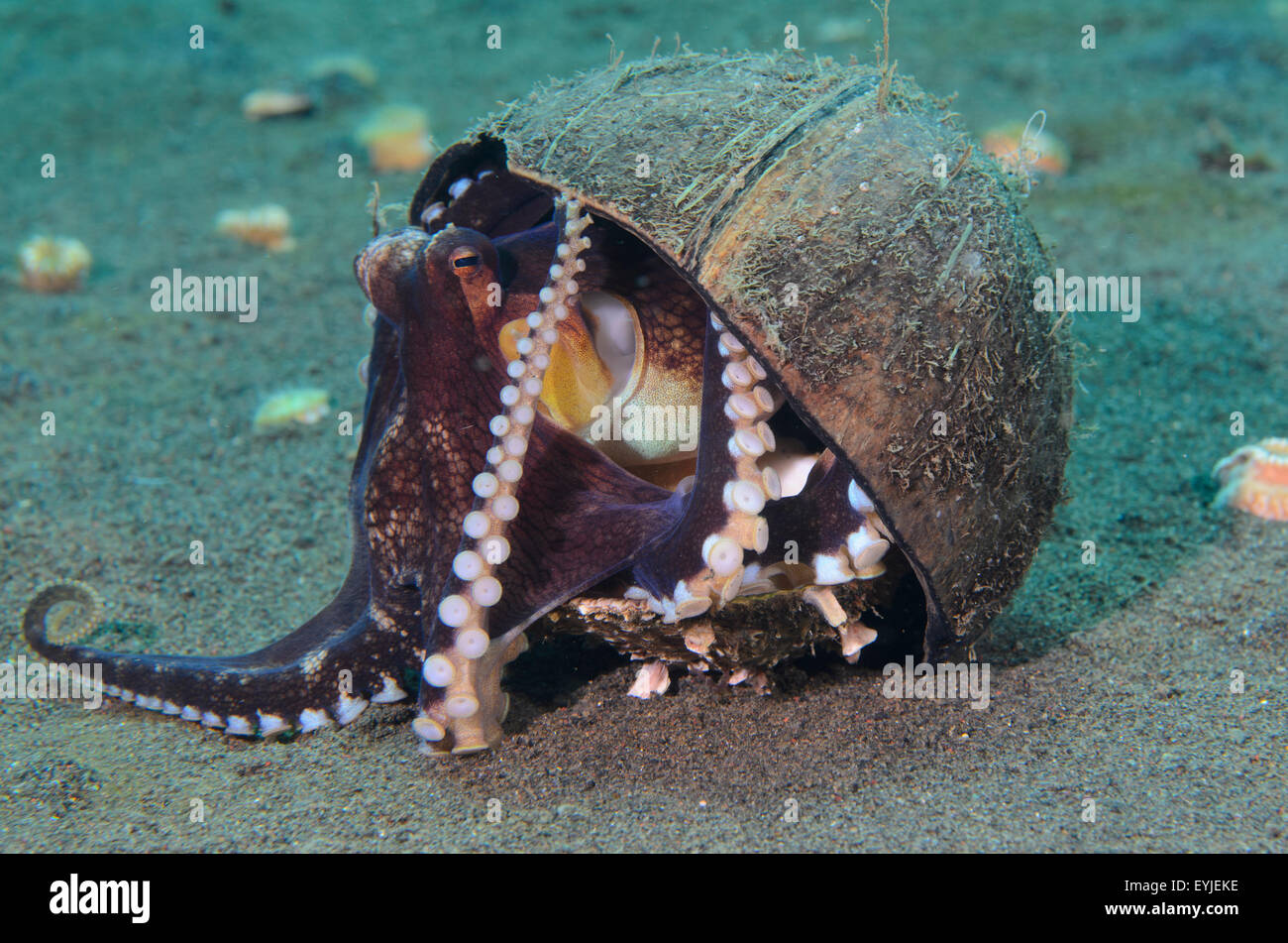A coconut octopus, Amphioctopus marginatus, hanging onto its coconut shell home, Puri Jati, Seririt, North Bali, Indonesia Stock Photo