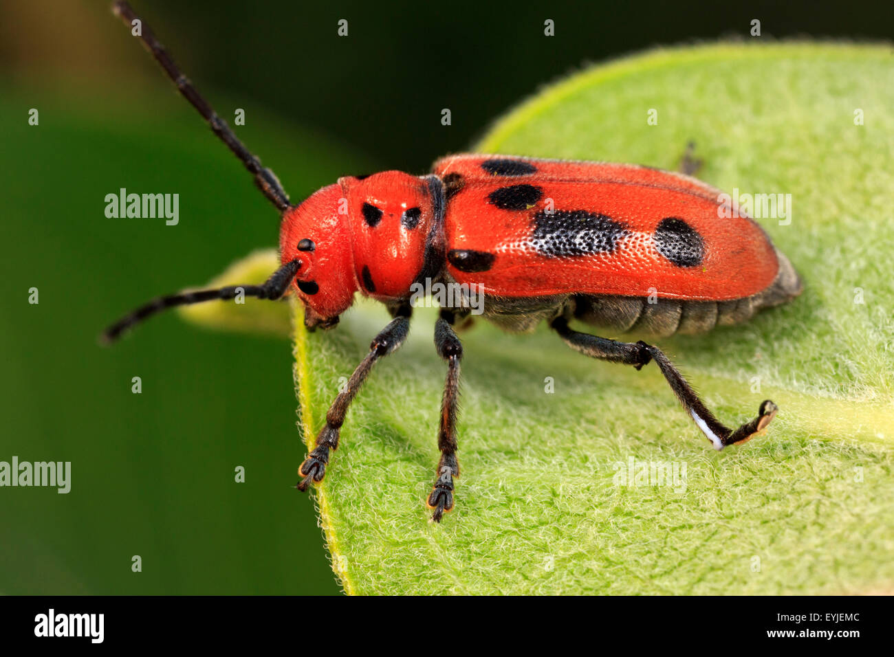 Red Milkweed beetle (Tetraopes tetrophthalmus) on leaf Stock Photo Alamy