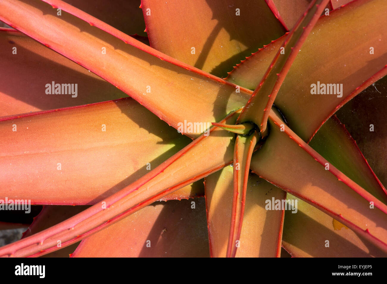Aloeaceae, Aloe Buettneri, West African Savannas anti-inflammatory medicinal plant Stock Photo