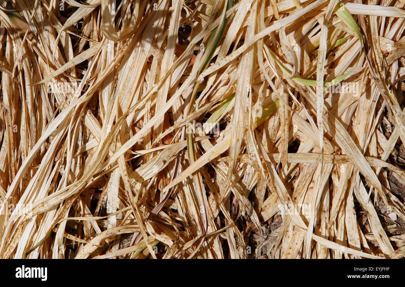 countryside dry grass natural Texture Stock Photo