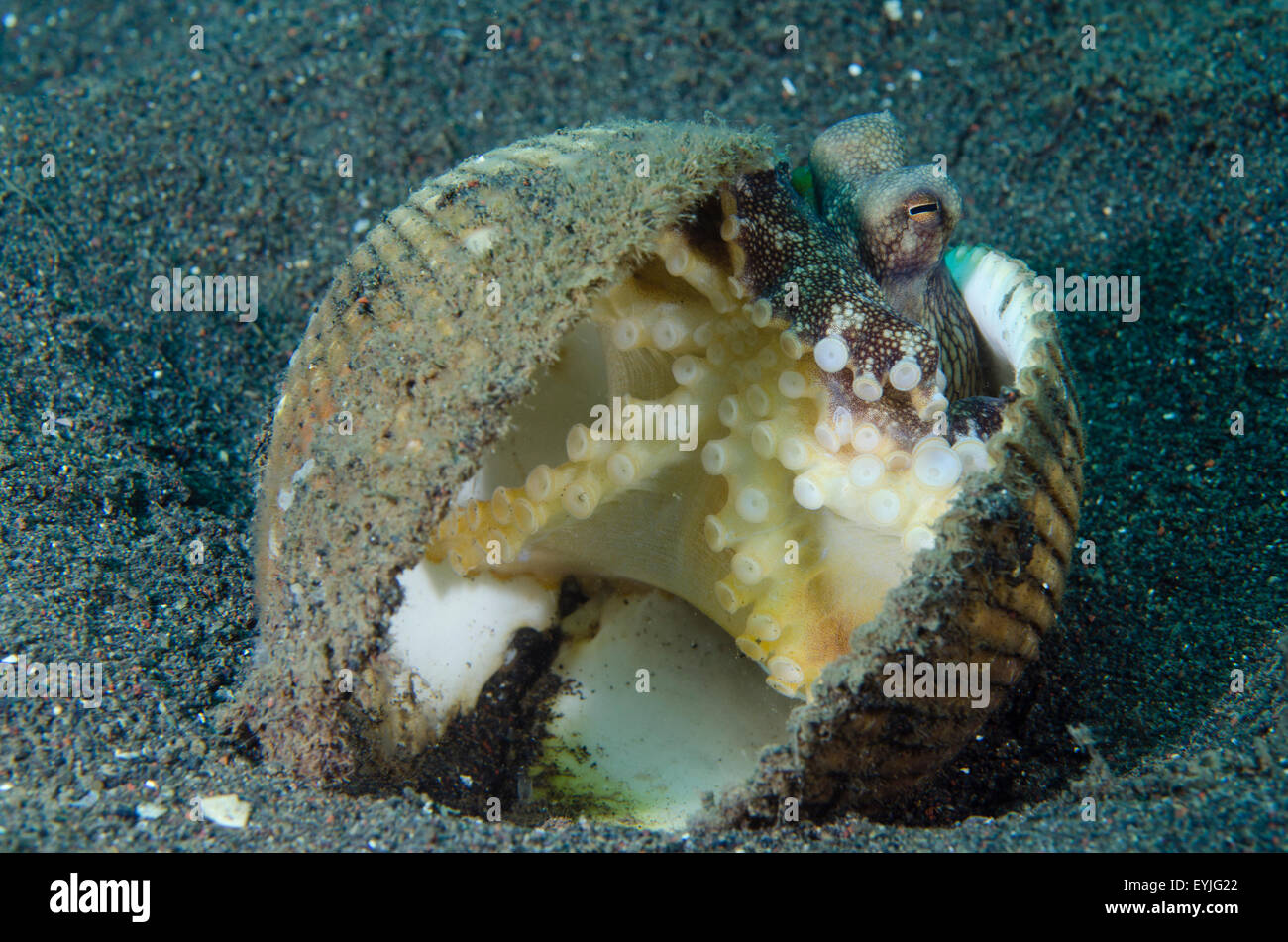 Veined Octopus Shell Stock Photos & Veined Octopus Shell Stock Images ...