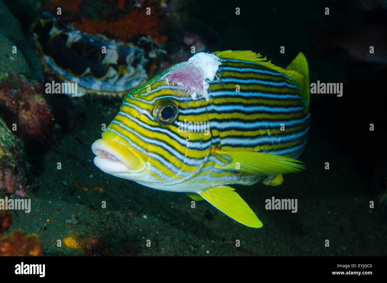 A Ribbon sweetlips, Plectorhinchus polytaenia, with a large open wound on its head, Amed, Bali, Indonesia Stock Photo