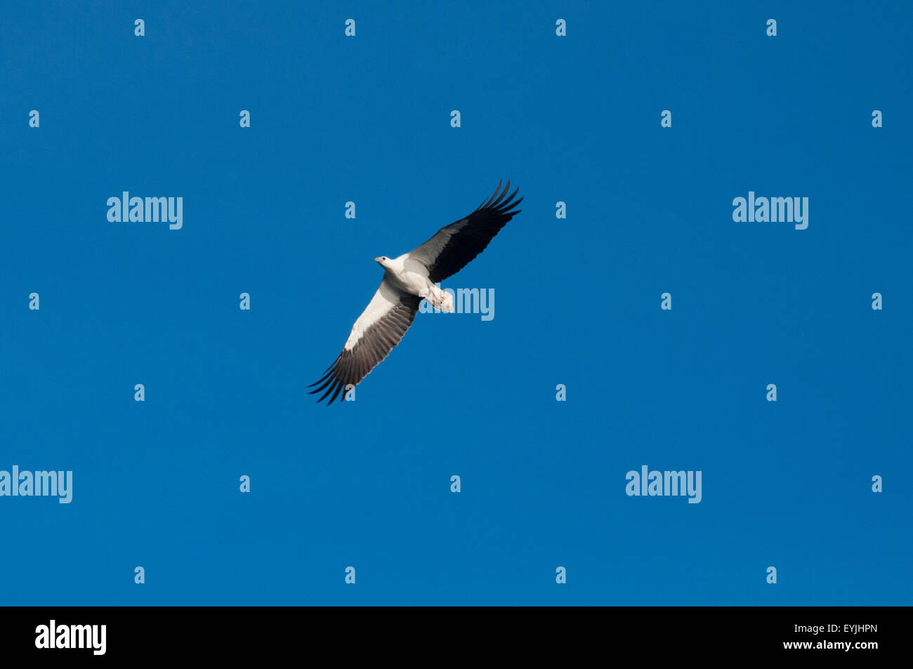 White bellied sea eagle, Haliaeetus leucogaster, soaring above Komodo National Park, Indonesia Stock Photo