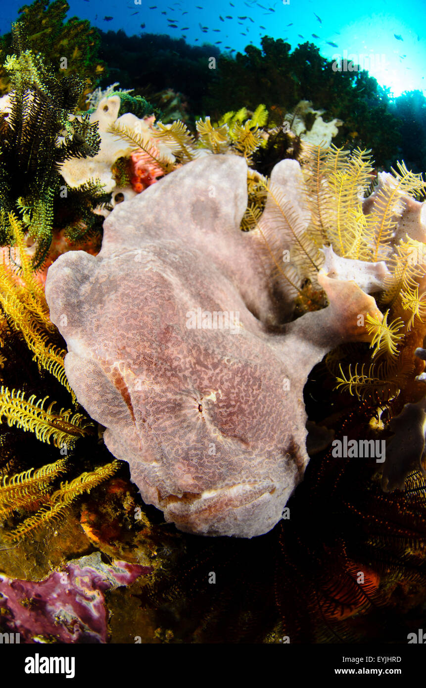 A giant frogfish, Antennarius commersonii, nestled in amongst soft corals and crinoids at Cannibal Rock, Rinca Island, Komodo Stock Photo