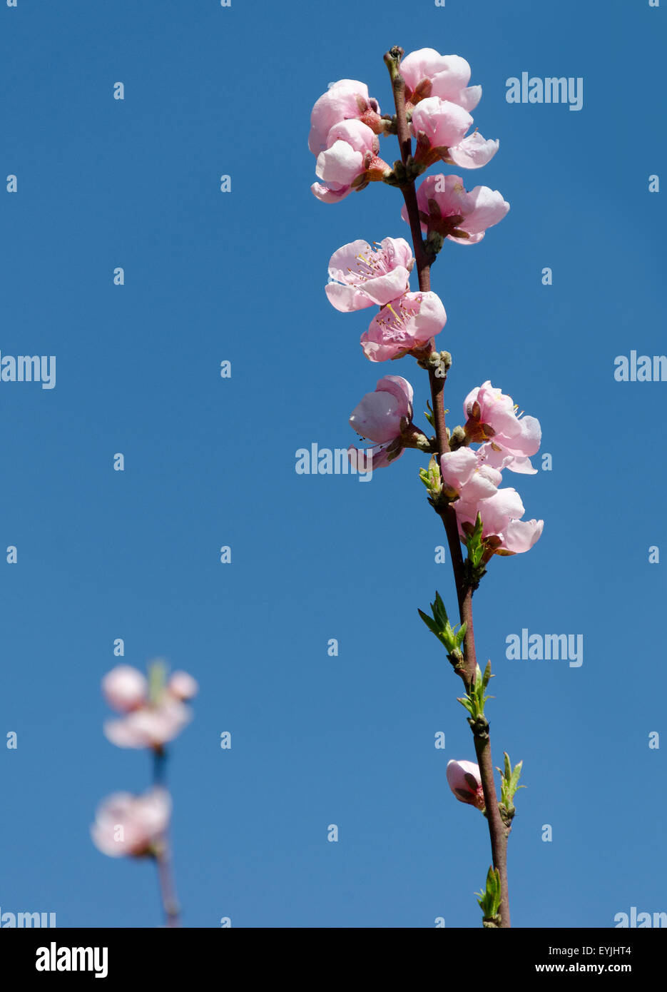 Peach branch in bloom Stock Photo - Alamy