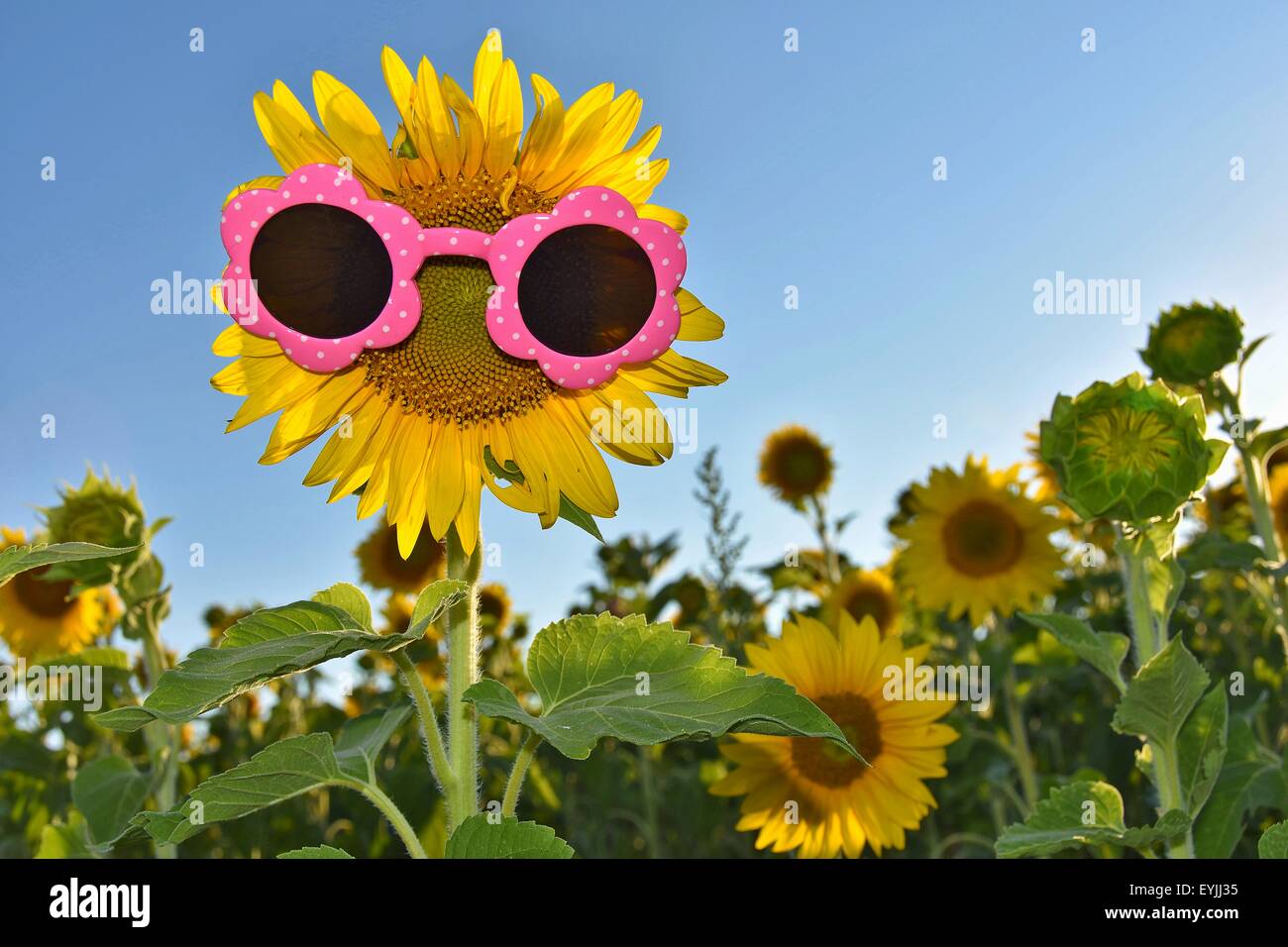 Sunflower wearing pink polka dot sunglasses in Michigan sunflower field. Stock Photo