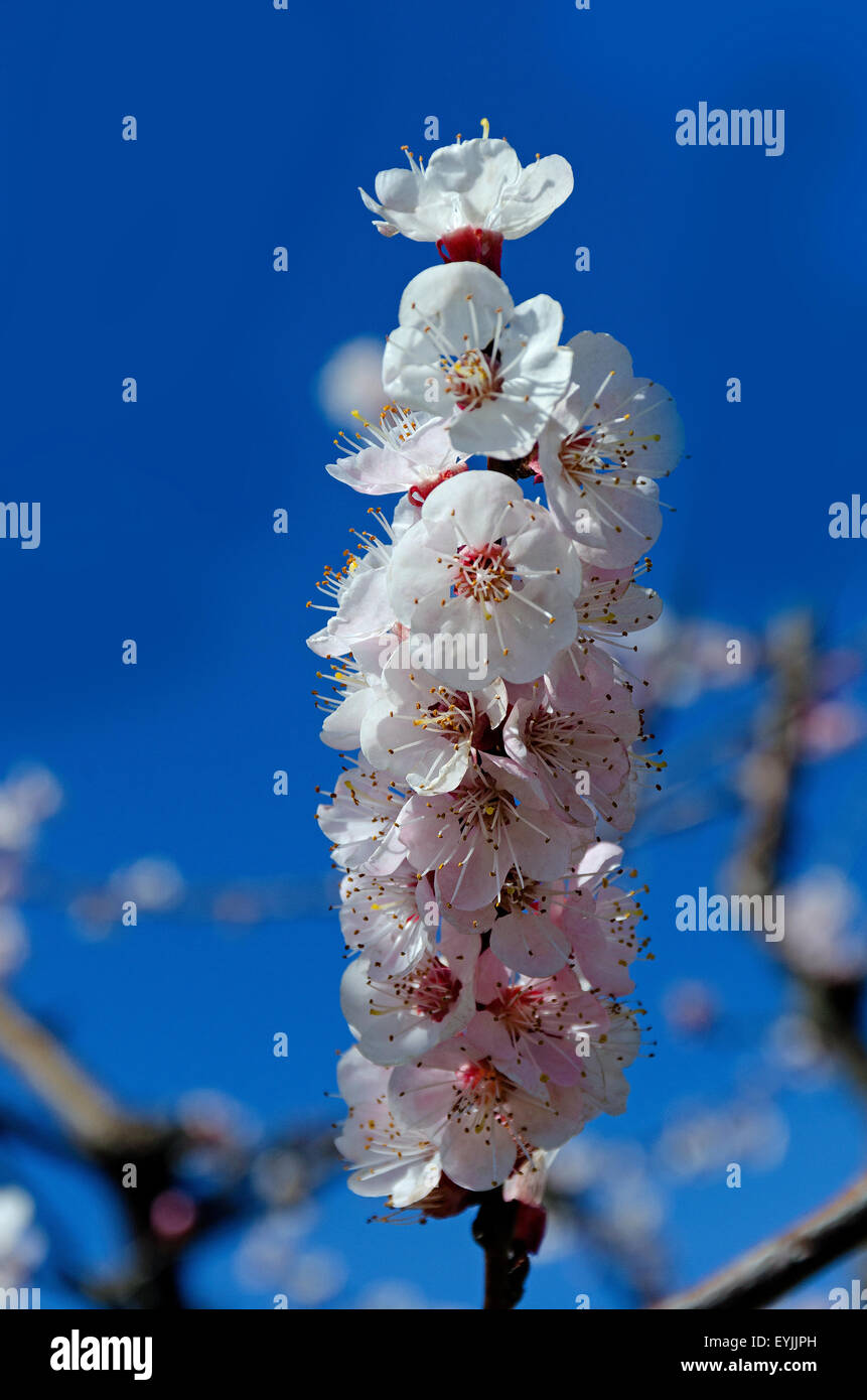 Peach branch in bloom Stock Photo