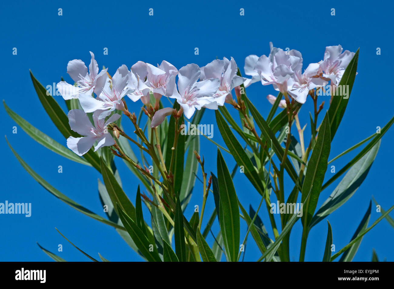 Sardinia, Italy: flowers of Oleander ( Nerium oleander) Stock Photo