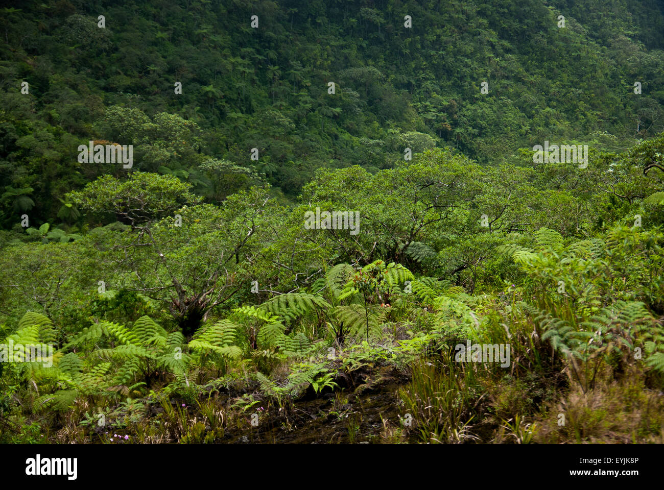 Tree ferns, underbrushes, and tropical woods atop Mount Galunggung volcano in West Java, Indonesia. Stock Photo