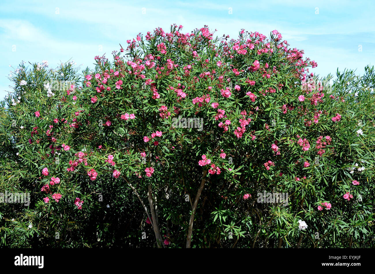 Oleander As A Tree